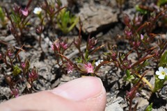 Polygonum polygaloides kelloggii