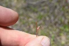 Polygonum polygaloides kelloggii