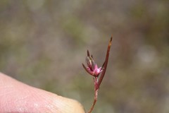 Polygonum polygaloides kelloggii