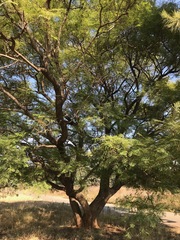 Jacaranda mimosifolia