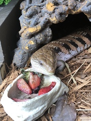 Tiliqua