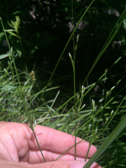 Juncus dudleyi