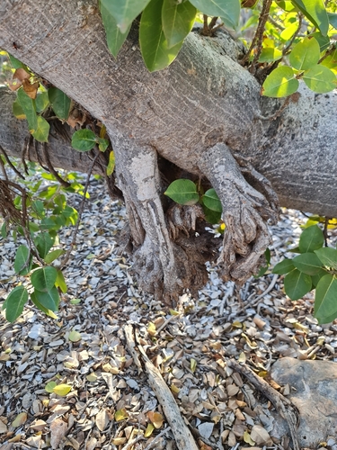 Image of Ficus virens by (c) Belinda Forbes, some rights reserved (CC BY)