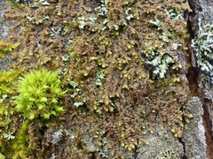 Frullania