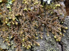 Frullania