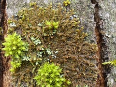 Frullania
