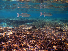 Crenimugil crenilabis