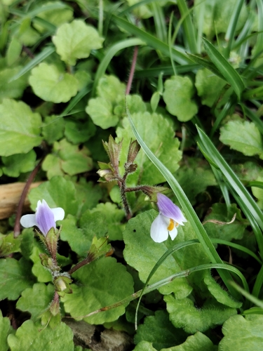 suckering mazus (Mazus surculosus)