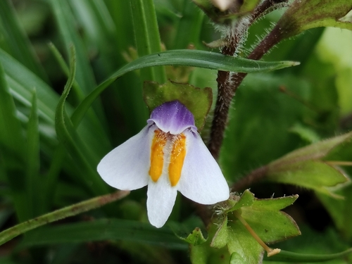 Image of Mazus surculosus by (c) Jagdish Singh Negi, some rights reserved (CC BY)