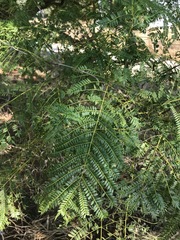 Jacaranda mimosifolia