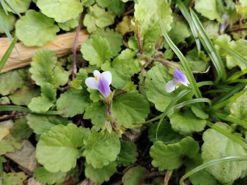 Image of Mazus surculosus by (c) Jagdish Singh Negi, some rights reserved (CC BY)