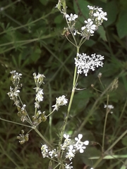Anthriscus sylvestris
