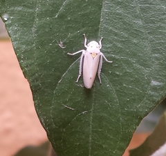 Graphocephala appropinquans