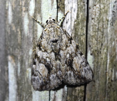 Catocala amica
