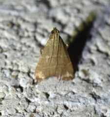 Arta epicoenalis