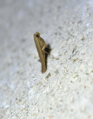 Arta epicoenalis