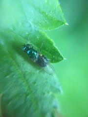 Microchrysa polita