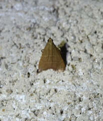 Arta epicoenalis