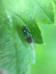 Microchrysa polita
