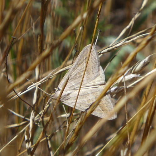 Caenurgia togataria photo 4