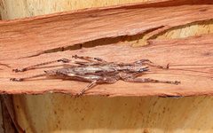 Larifugagraecia cornuta