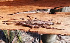 Larifugagraecia cornuta