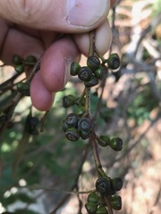 Eucalyptus grandis