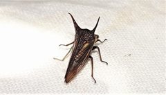 Sarantus nobilis