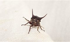 Sarantus nobilis