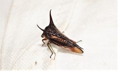 Sarantus nobilis