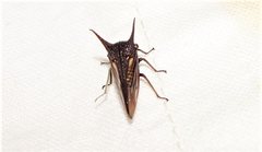 Sarantus nobilis