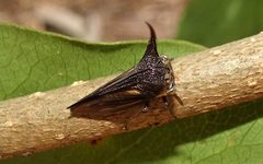 Sarantus nobilis