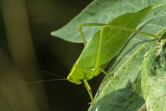 Stilpnochlora nanna