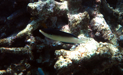 Anampses neoguinaicus