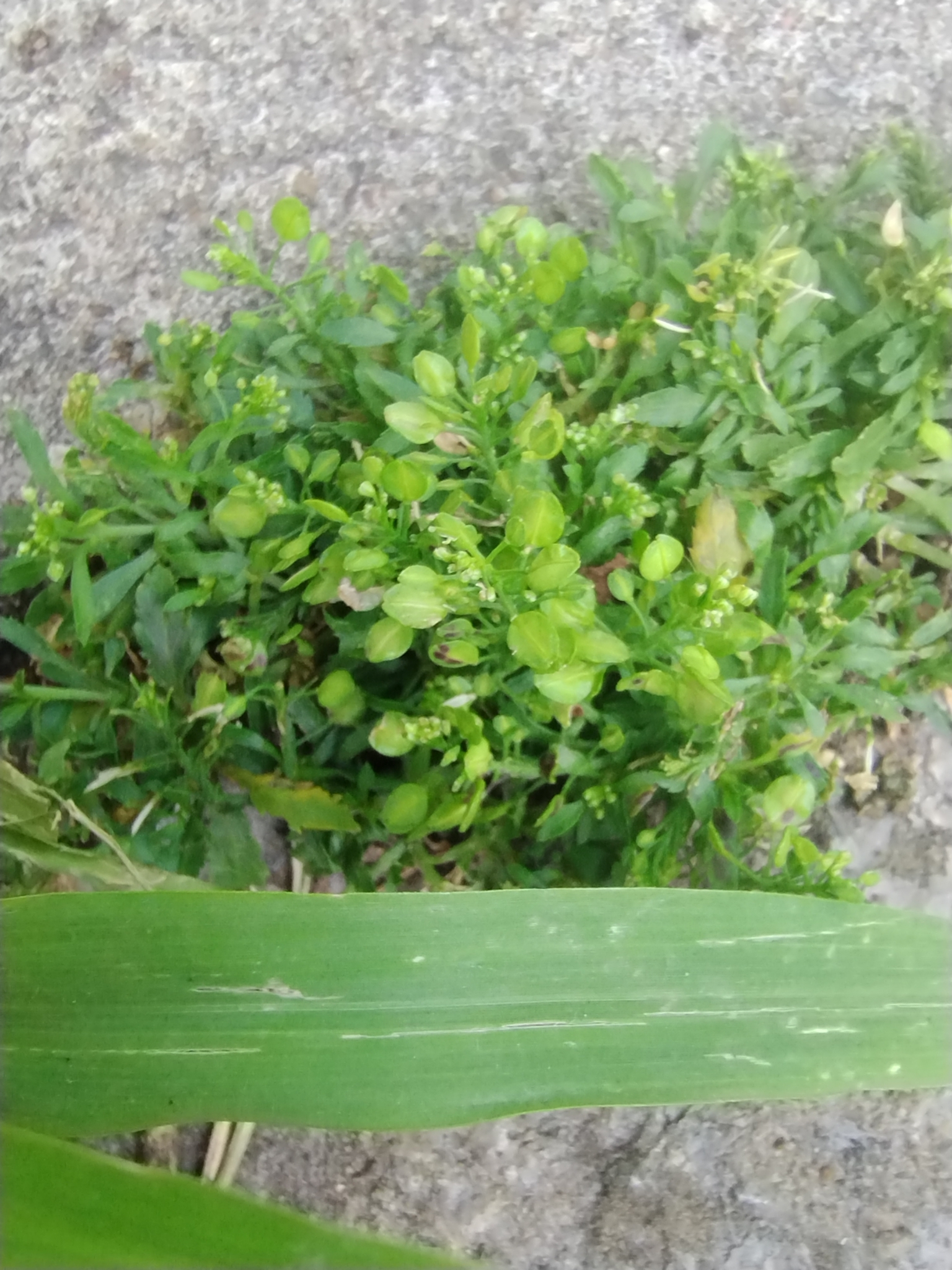 Agrião