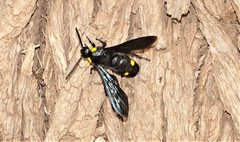 Laeviscolia frontalis frontalis