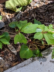 Parthenocissus quinquefolia