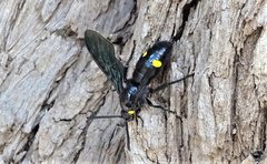 Laeviscolia frontalis frontalis