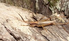 Larifugagraecia spuria