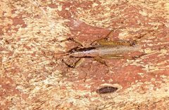 Larifugagraecia spuria