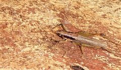 Larifugagraecia spuria