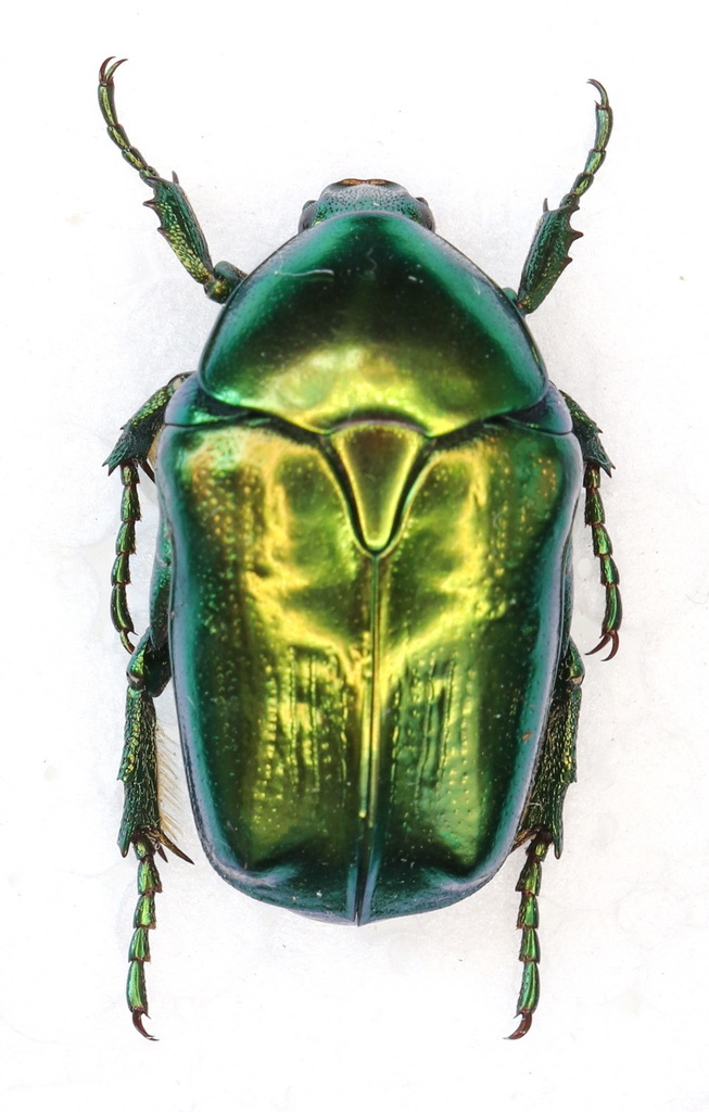 Protaetia splendidula