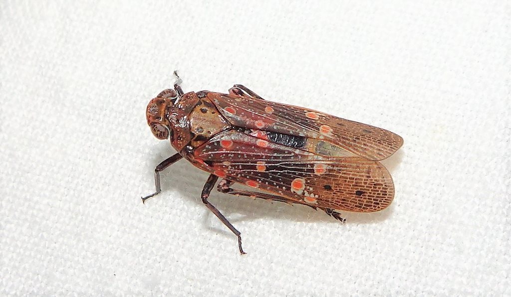 Desudaba circe