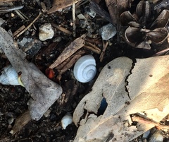 Praticolella griseola