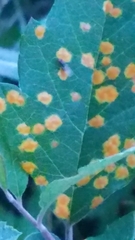 Pucciniaceae