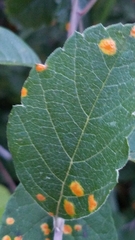 Pucciniaceae