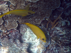 Siganus corallinus