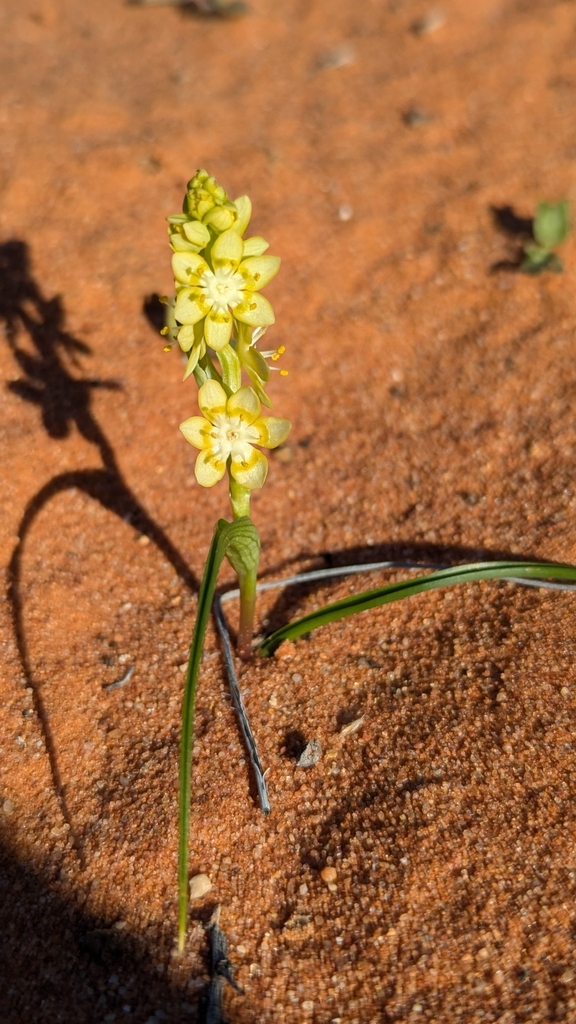 Wurmbea citrina