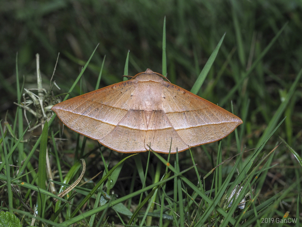 Sarcinodes carnearia