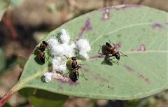 Opisthopsis pictus lepidus